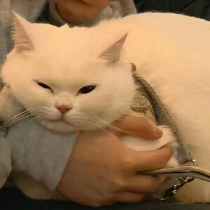 泥金娃