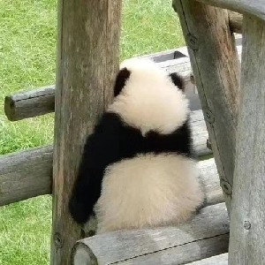 嚯嚯来了