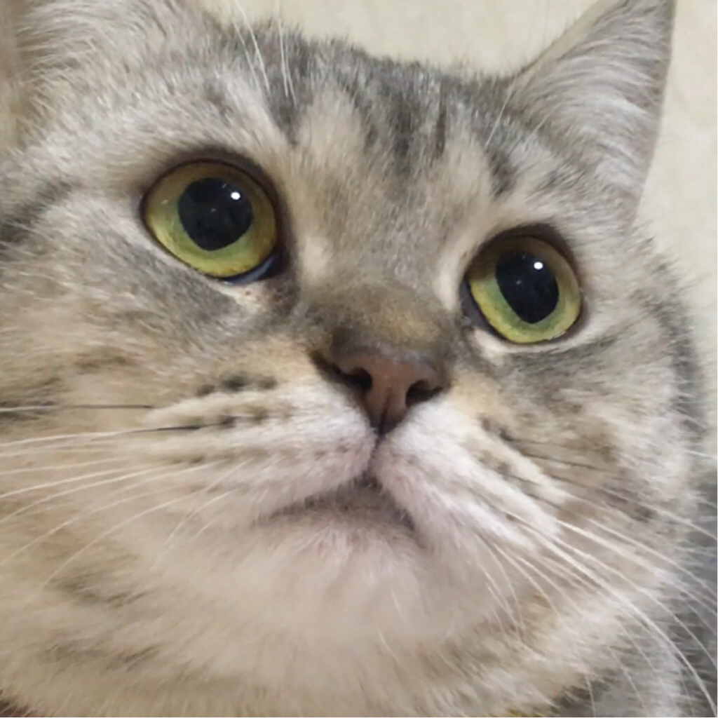 凉夏猫粮的个人空间 哔哩哔哩移动版