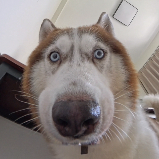 哈哈皮没有耳朵