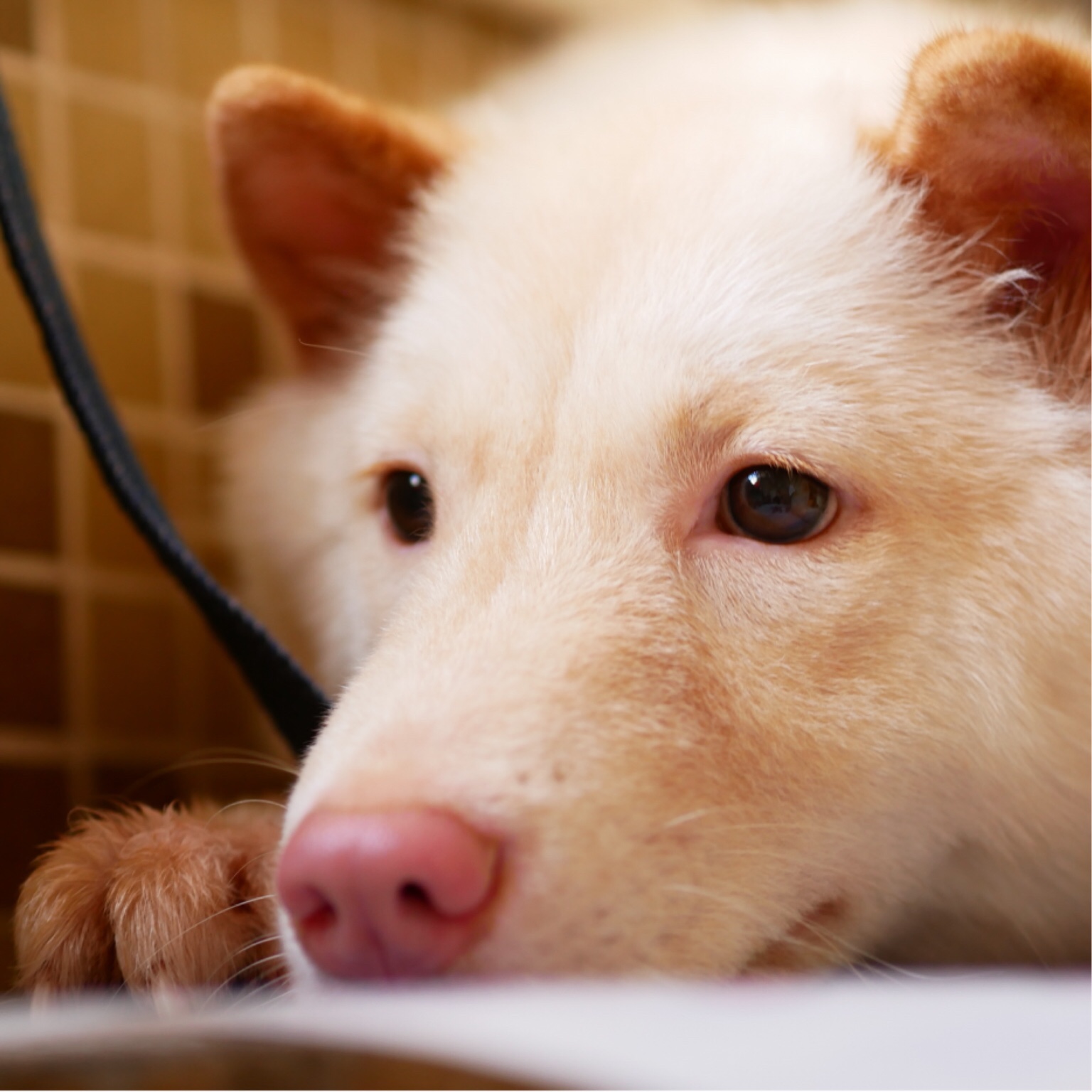 单眼皮眼镜妆|日常上课妆 无任何化妆技巧 理工科女 初投稿 (canmake