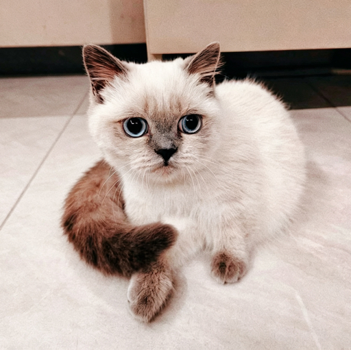 杰咕咕Elio