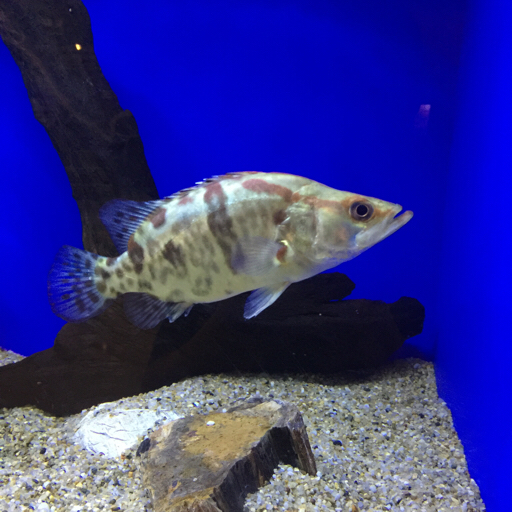 全站第一个贯脉菱螽的视频