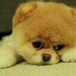 大哈巴犬
