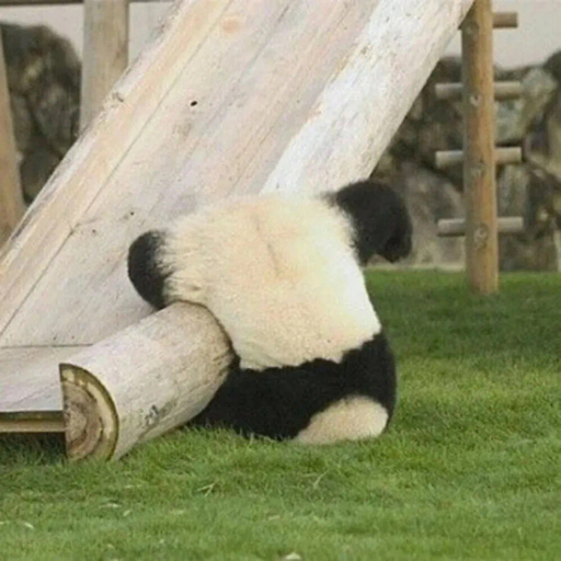 狂奔的菠萝油