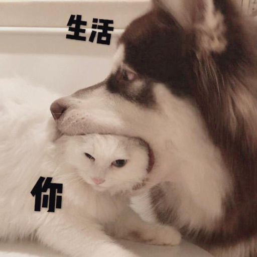 滚滚不是广坤