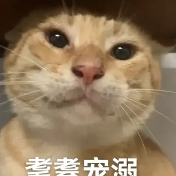 耄耋猫表情包