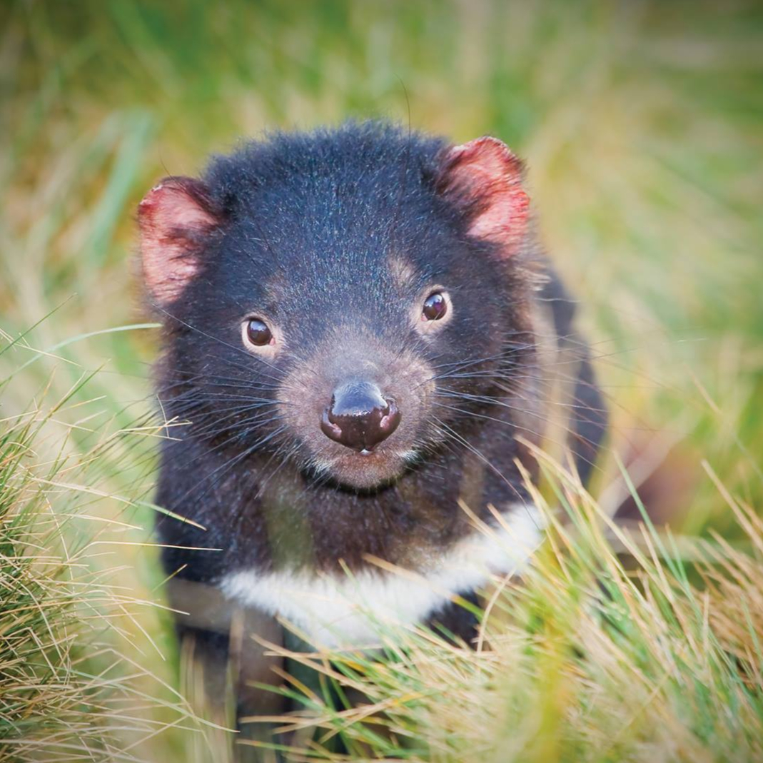 让我们一起去塔斯马尼亚春游可好?