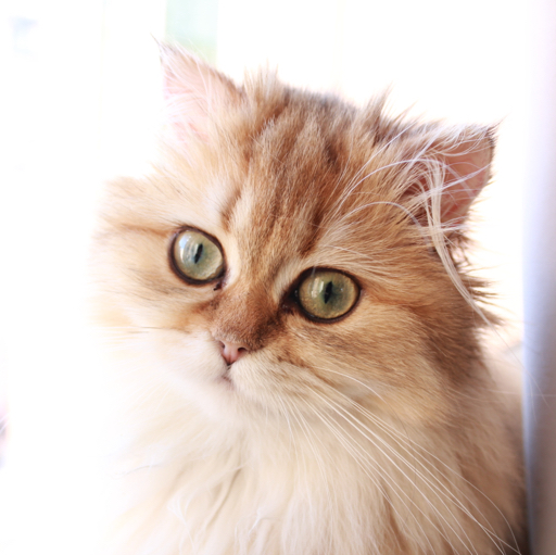 劳动法猫头鹰's avatar