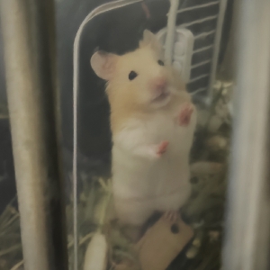 追赶一只乌龟