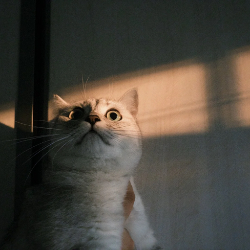 猫狗小管家