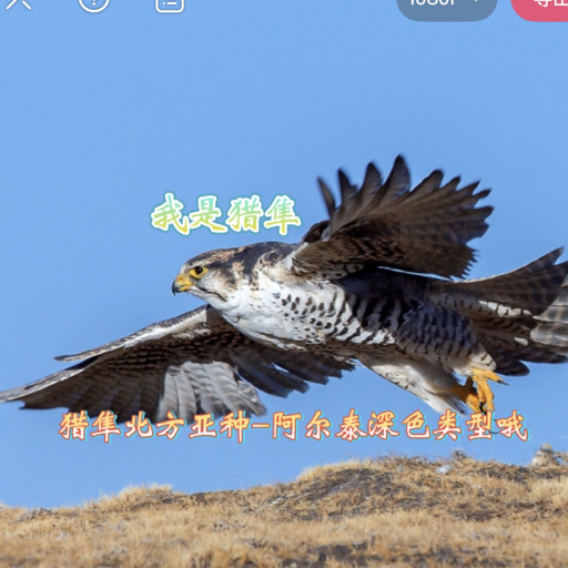 猎隼乄冰炎龙_真猛禽