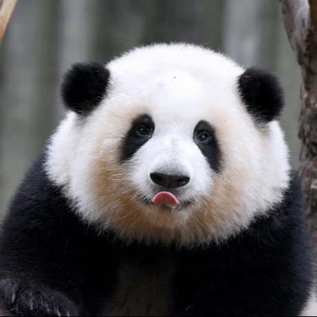 赵皓阳-Moonfans's avatar