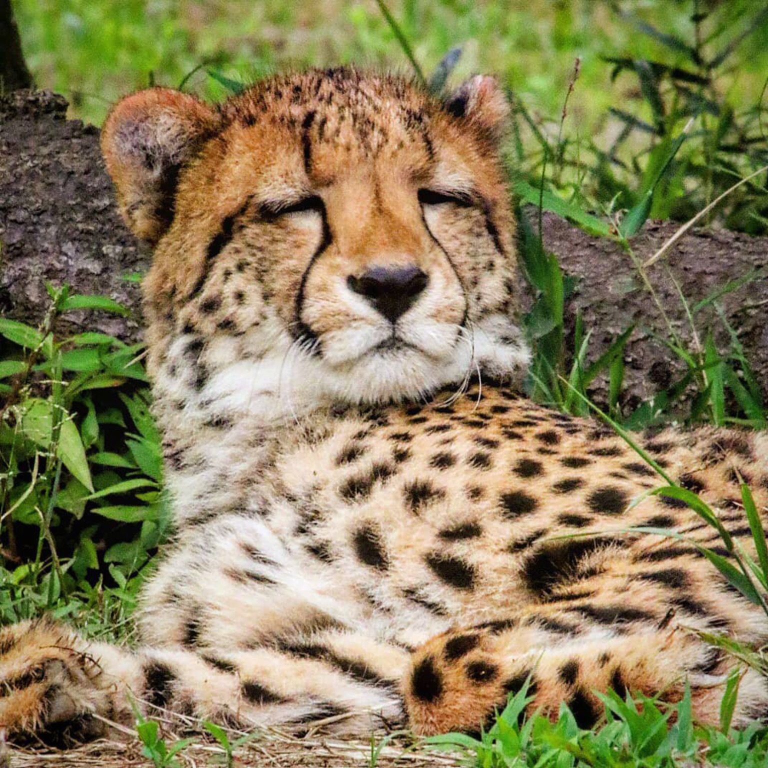 支持jpg,png图片 公告 直播间 关注直播间         0        主播不在