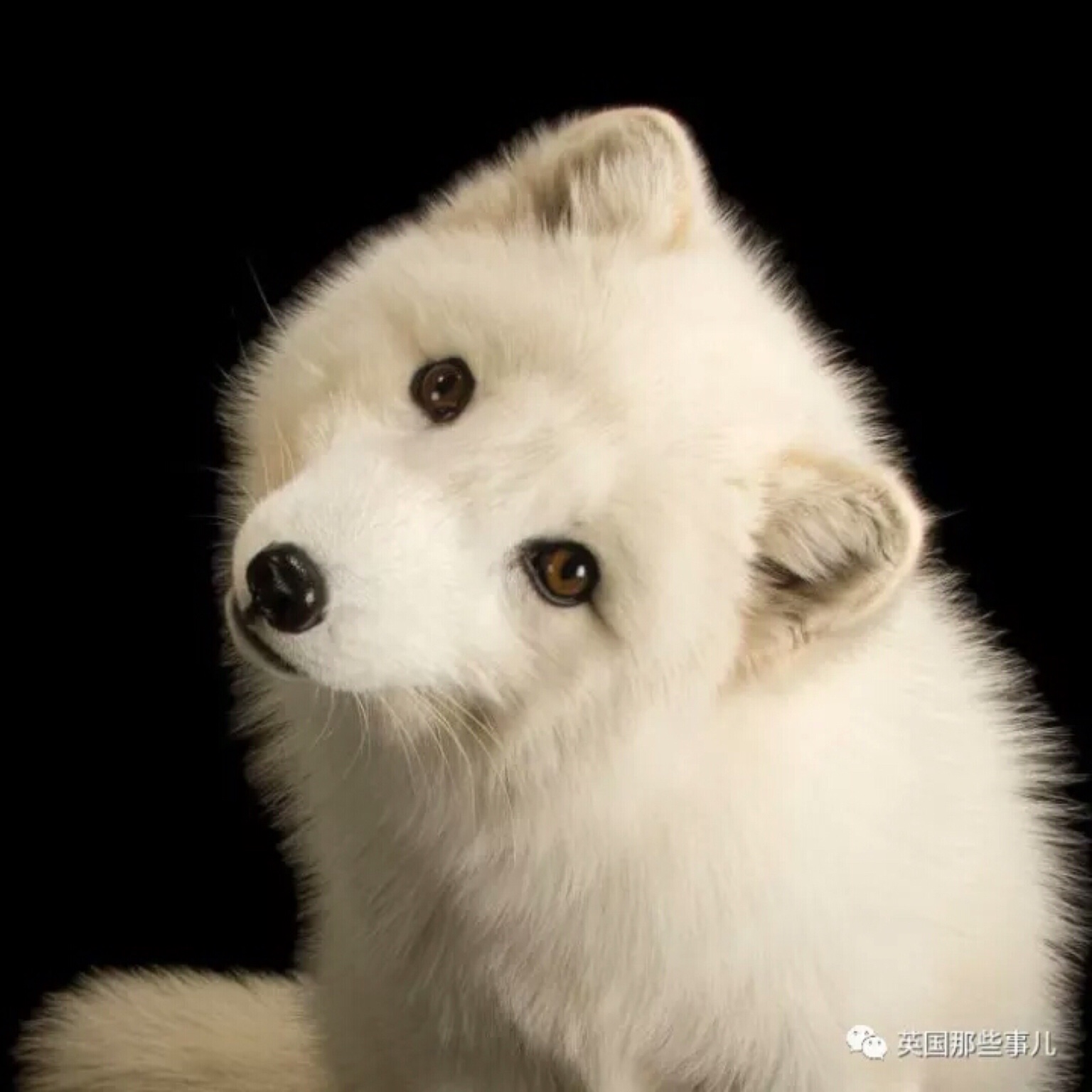 白面狐狸动物图片