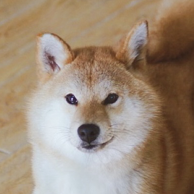 柴犬三贱客