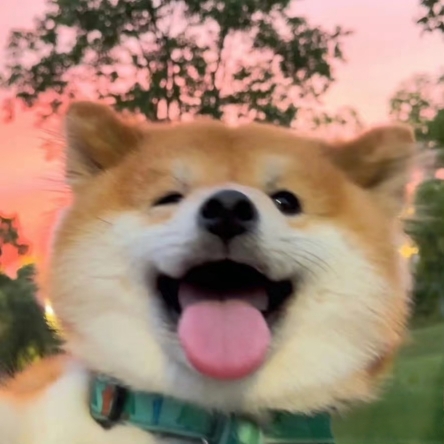 小猿爱睡觉觉