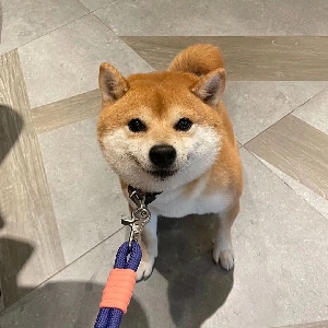 麦吉克视界