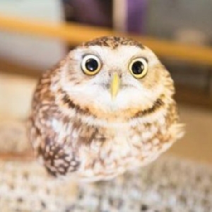 Tell Your World Kz Feat 初音ミク完整歌词 中日文歌词对照 罗马音 哔哩哔哩专栏