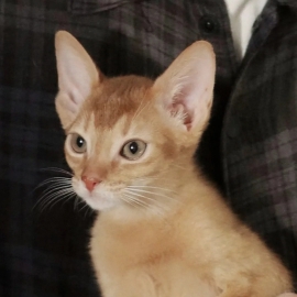 小猫抢我键盘打瓦