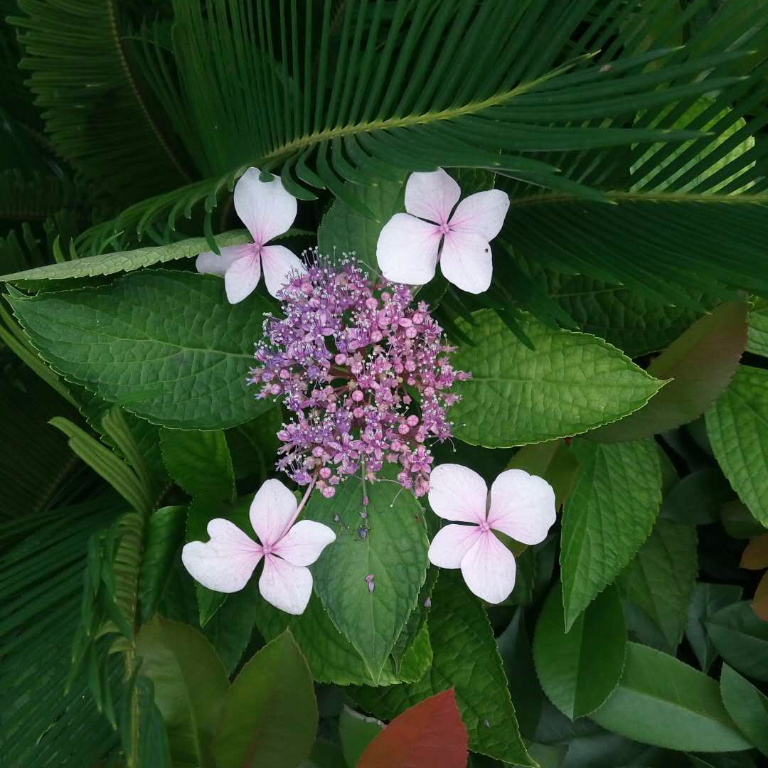 读反乌托邦小说三部曲之《我们》有感而胡乱