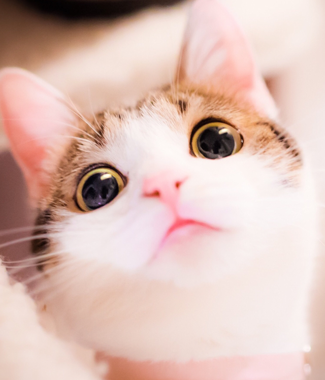 支持jpg,png图片 ta的视频           关于我转生变成史莱姆这档事