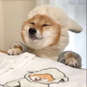 仙可程序员