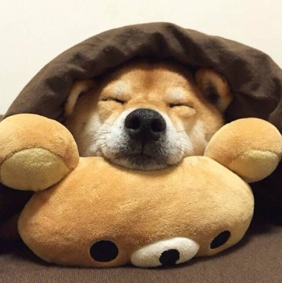 明狗娃
