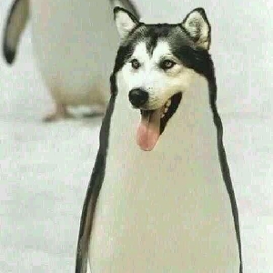 暴雪炉石传说活动,关注暴雪游戏频道送术士皮