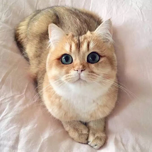 团子猫w