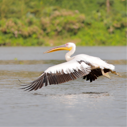 和小火车看动物