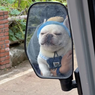 法猪猪_Aus