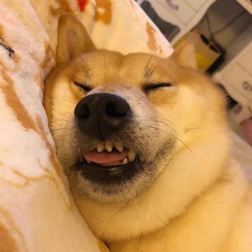 弱电王二狗