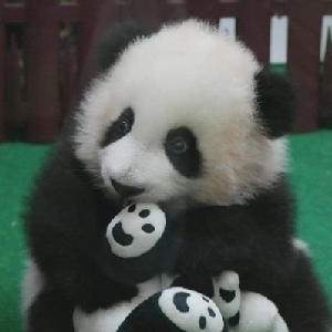 程序员小虎啊