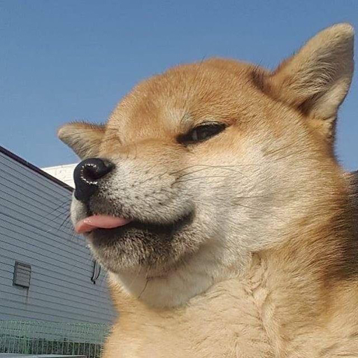 噗呲一笑_