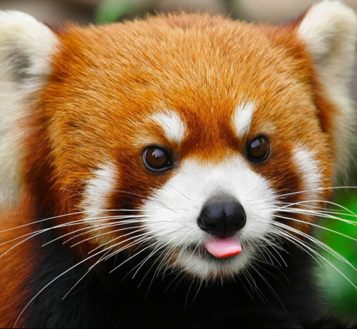 [小熊猫·卖萌]小熊猫画画red panda painting experi