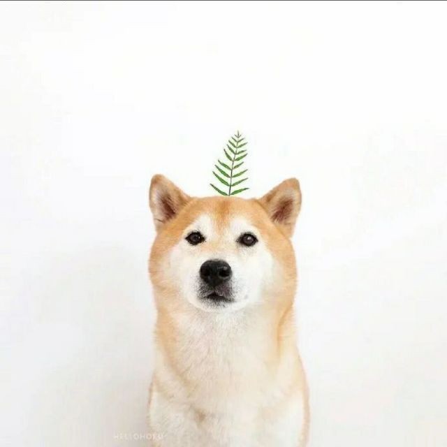 Rowex