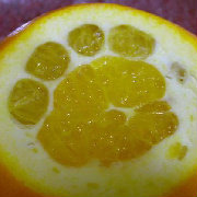 菜墩子