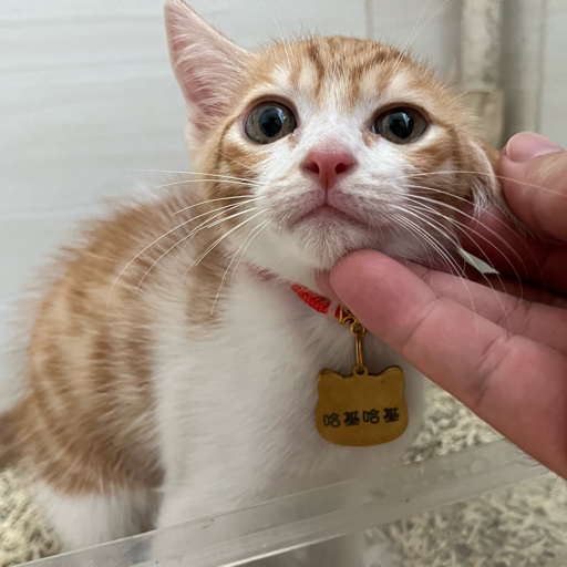 哈基哈基的家长