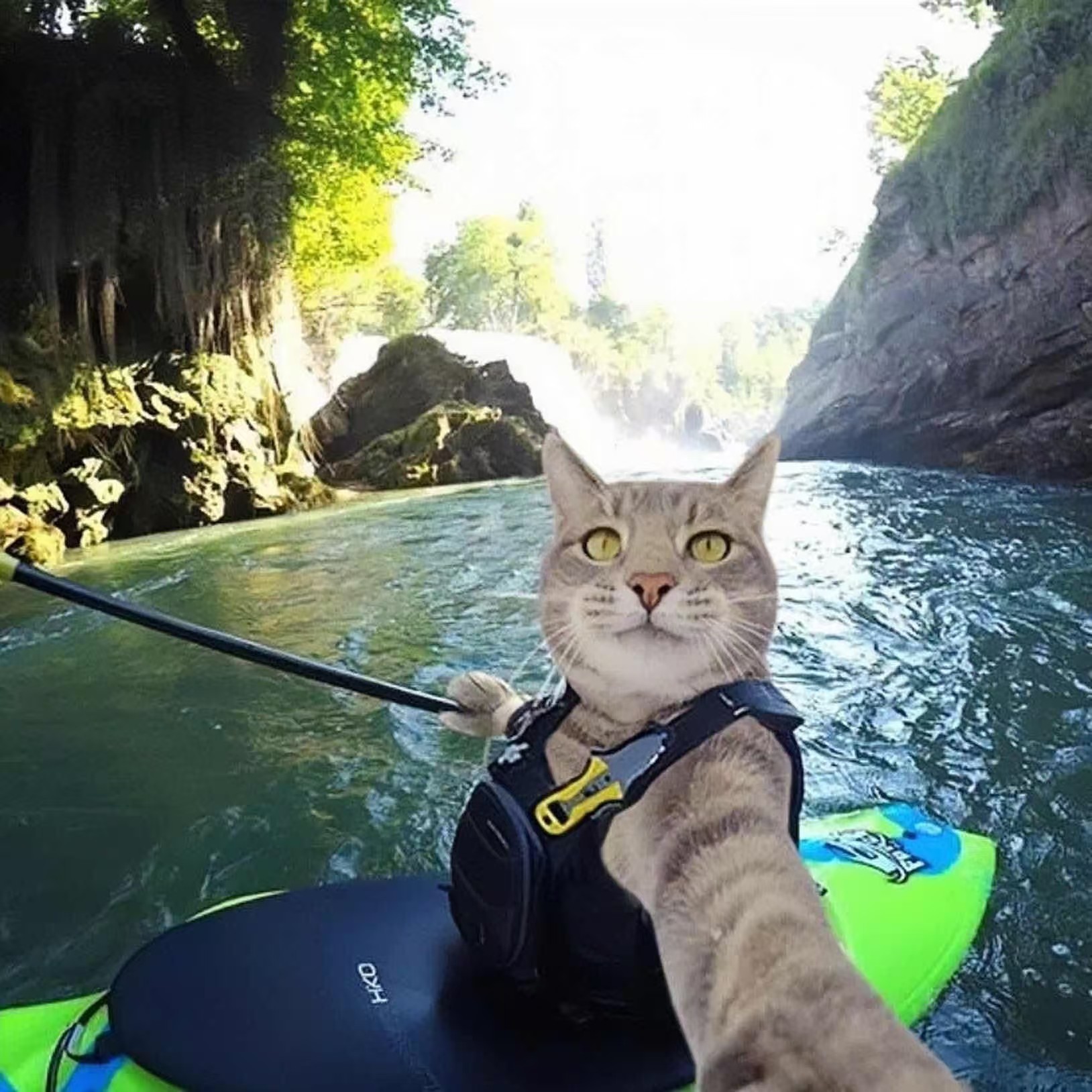 柠檬老猫登