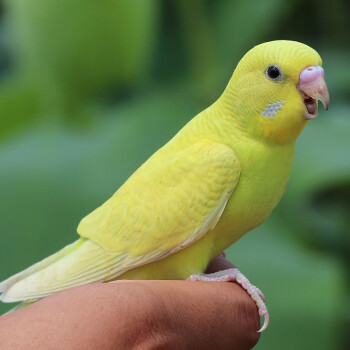 虎皮鹦鹉今天给皮皮买的女朋友到了个不要脸的皮皮上去就是一顿啃啊