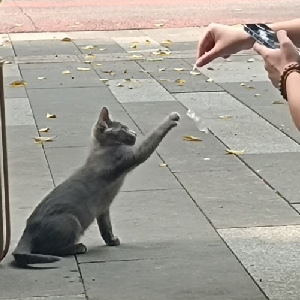 牛哔哩,一个只有评论的网站