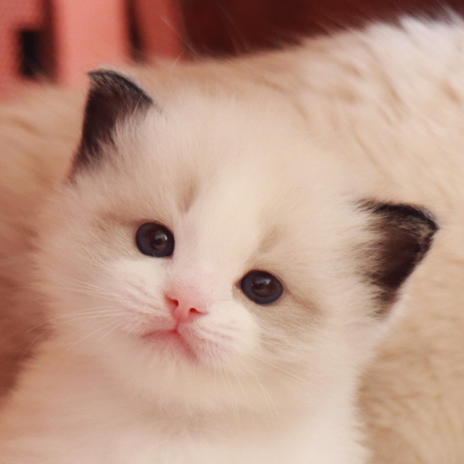 海豹手套布偶猫—小菓子- 哔哩哔哩