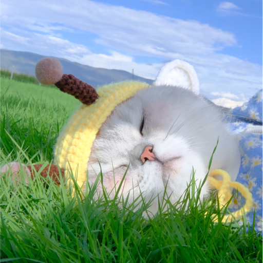 二猫子多多i