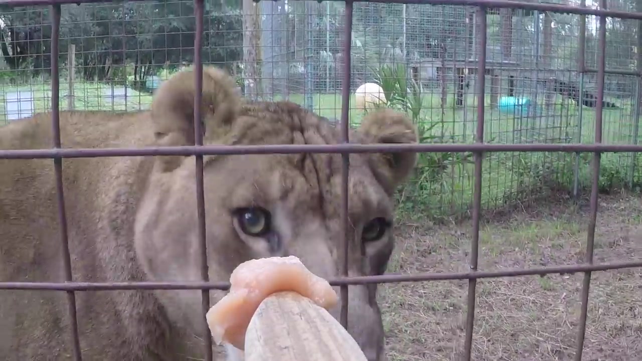 [图]【大猫们吃小零食】BIG CATS Getting Snacks!