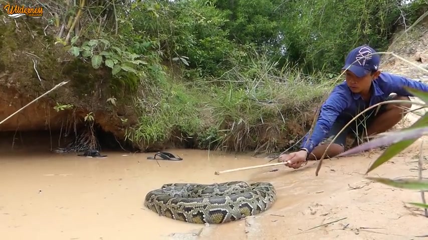 [图]两个男孩发现了蟒蛇狩猎豪猪巢