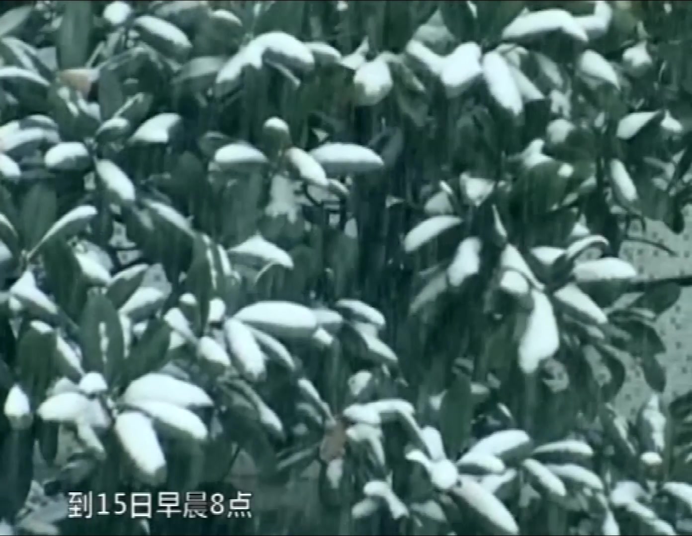 【暴雪纪录片】2008年武汉暴雪哔哩哔哩bilibili